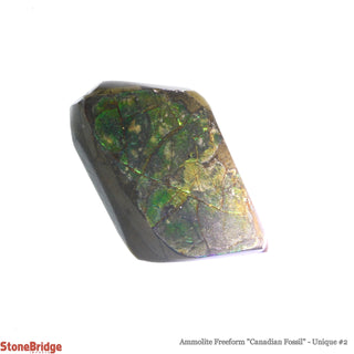 Ammolite Freeform Canadian Fossil U#2    from The Rock Space