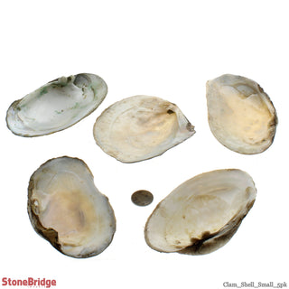 Clam Shells Small - 5 Pack    from The Rock Space