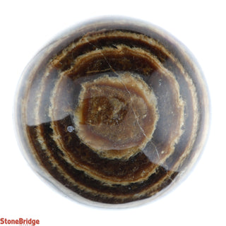 Aragonite Brown Sphere - Small #1 - 2 1/4"    from The Rock Space