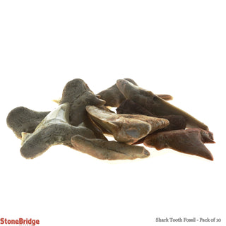 Shark Tooth Fossil - 10 Pack    from The Rock Space