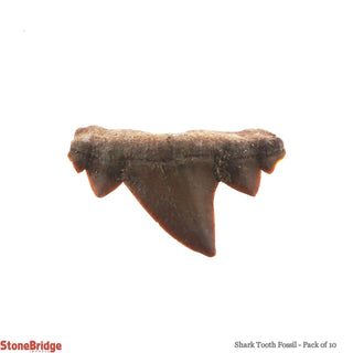 Shark Tooth Fossil - 10 Pack    from The Rock Space