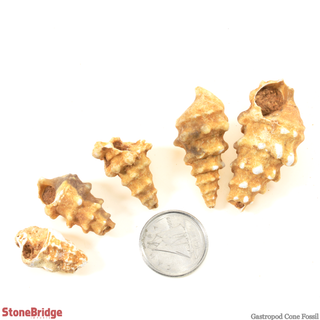 Gastropod Fossils - Cone - 200g Bag    from The Rock Space