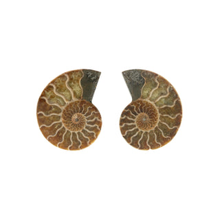 Ammonite Pair Polished Fossil #3    from The Rock Space