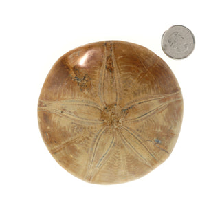 Urchin Sand Dollar Fossil    from The Rock Space