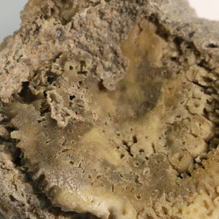 Brown Coral Fossil Geode U#5    from The Rock Space