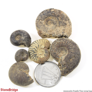 Ammonite Fossils - Tiny 200g Bag    from The Rock Space