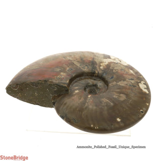 Ammonite Polished Fossil U#3    from The Rock Space